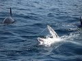 Orca ataca tortuga en puerto la cruz Orca ataca tortuga en puerto la cruz