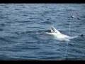 Orca ataca tortuga en puerto la cruz