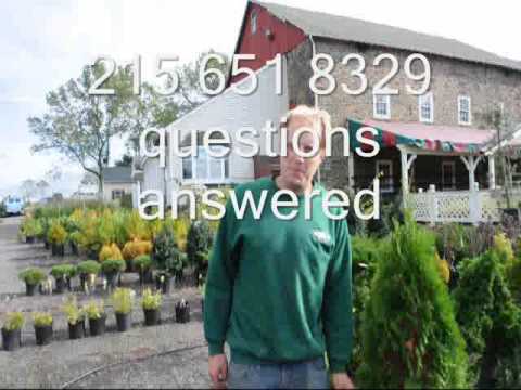 how to transplant conifers