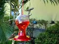 Hummingbirds Competing for Food e Beija Flor