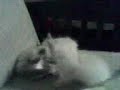 kittens kittens