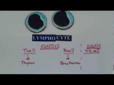 how to isolate lymphocytes from blood