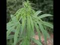 Seta - THC Seta - THC
