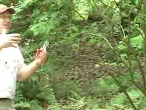 how to properly prune rhododendrons