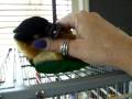 videos de caique - Rikki handwrestling.mov