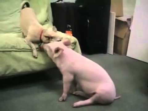 Schweine - Schweine stehen an vierter Stelle der intelligenten Lebewesen - nach den Menschen, den Menschenaffen und den Walfischen und noch vor Pferden, Hunden oder Kat...