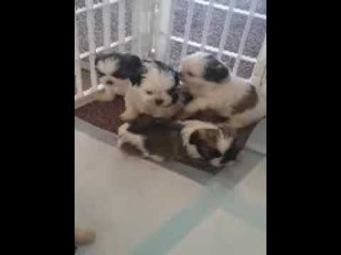 Puppies playing 061207