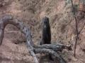 videos de Jungle Drunk