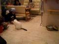 いまいちテンション上がりきらない猫