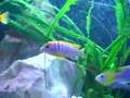 Labigochromis hongi