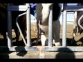 Cyst being drained from a cows neck !!!!!