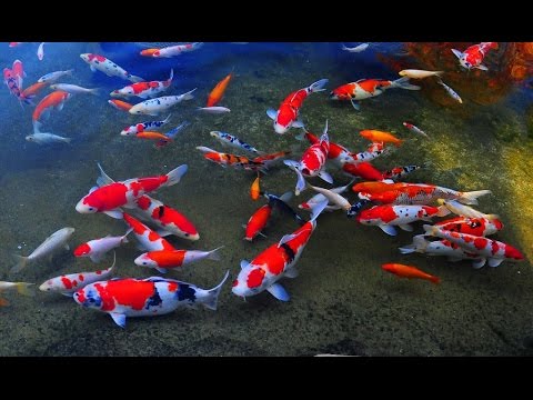 how to care koi fish