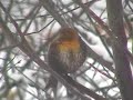 Rare   Bird  Sighting - Yellow Headed Blackbird