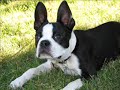 Boston Terriers AKC  Dog   Breeds  Video Slideshow