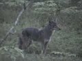 Coyote vs. Traffic Coyote Cross Road Watch for Traffic