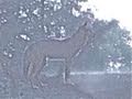 Coyote Vs. Traffic Coyote Cross Road Watch For Traffic