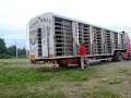 golebie.start golebi z lotu Lehrte, Taubenauflass,Lot