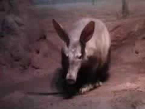Mommy Aardvark