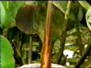 yellow anaconda eats woodstork