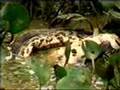 yellow-anaconda-eats