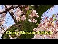 JAPAN TRIP - 2010 春 桜 満開 桜祭り 花見 Spring cherry Blossom Festival flower viewing