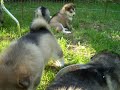 Ice Age Alaskan Malamutes