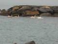 videos de Cigni a S. Stefano al Mare - Italian Riviera