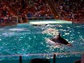 Shamu Rocks Texas Shamu Rocks Texas