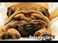 Doggies Prevent Stress! (Health Guru Tip)