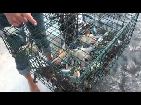 Crab - https://Robsreelbaits.com for all your crab trap and live bait needs! Rob & Sarah, from Respect Outdoors TV, Love catching and eating Blue Crabs. This video ...