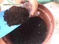 PLANTOT experimento 1. Albahaca en el Parque
