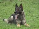dog allemand