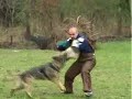 German Shepherd CIR Va-Pe, Schutzhund Training