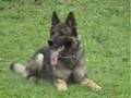 German Shepherd CIR Va-Pe, Schutzhund Training