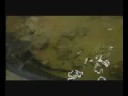 EcoTech Marine Newscast
