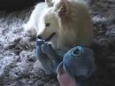 kismet killing Stitch