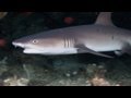 Bunaken Diving HD Bekijk video