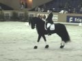 KFPS Friesian Stallion Brend 413 KFPS Friesian Stallion Brend 413