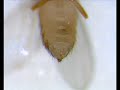 Sexing Drosophila melanogaster: How to tell the sexes apart Sexing Drosophila melanogaster: How to tell the sexes apart