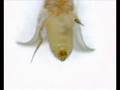 Sexing-Drosophila-me
