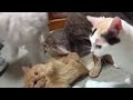 Click here to watch this video にゃんこ、わんこ、よつどもえ