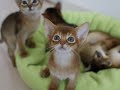 ???????? (RED ABYSSINIAN JUNICO2)