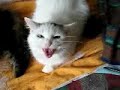 Miow, Miow Miow, Miow