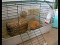 videos de Sneezing guinea pig