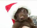 Christmas Dogs PowerSalesTeam