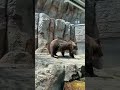 2024年7月10日 旭山動物園ヒグマ