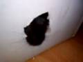 videos de gerbille