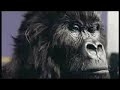 Dairy Milk Advert With the gorilla