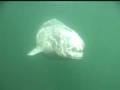 videos de The Newfoundland Whale Experience