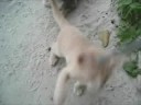 Les chats de Ko samet